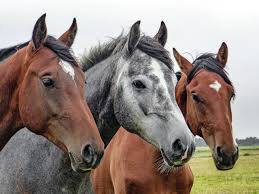 Three Horses Online Jigsaw Puzzle - collect free online jigsaw puzzles