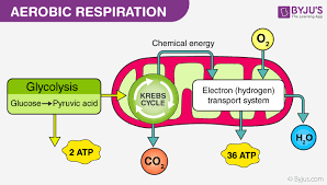 As previously indicated, cellular respiration allows controlled release of free energy from carbohydrate, fat, and protein energy substrate. What Is Aerobic Respiration Definition Diagram And Steps