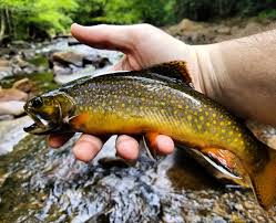 Our brook trout heritage he brook trout is an american symbol of persistence, adaptability, and the pristine wilderness that covered north america prior to european settlement. West Virginia Native Brook Trout Monongahela National Forest Flyfishing