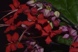 Image result for Clerodendrum poggei