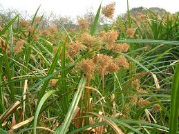 Image result for Cyperus latifolius