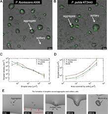 To use coffee machine with capsules bacteria cell labeled. Bacterial Survival In Microscopic Surface Wetness Elife