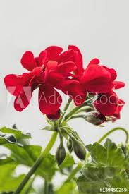 Red Blooming Geranium Flower With A Little Buds Image Adobe Stock Geranium Flower Stock Flower Photos Stock Flower