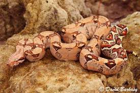Colombian Red Tail Boa Constrictor Reptiles And Amphibians Animal Planet