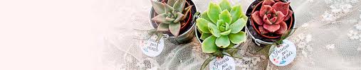 Consulta opiniones verificadas de parejas reales. Comprar Cactus Para Bodas Al Mejor Precio Calidad