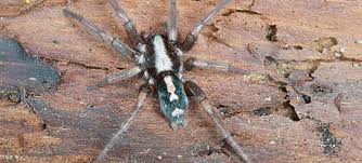 A jumping spider with such colors can be the daring jumping spider also known as the bold jumping white circle on their backs are the cute jumping spiders! Spider Guide On Nature Magazine
