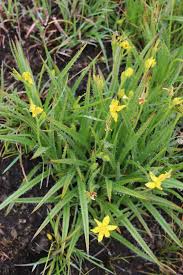 Image result for Hypoxis angustifolia
