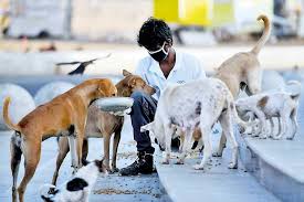 Huawei p smart 2021 specifications. Achieving A Zero Stray Dog Population In Sri Lanka Opinion Daily Mirror