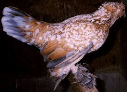 Check spelling or type a new query. Belgian D Uccle Bantams