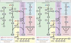 Image result for Complement Pathway