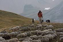 See you all at ring side!! Livestock Wikipedia