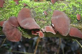 Pin Von Magui Trillo Auf Waldbewohner Pilze Essbare Pilze Naturgarten