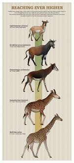 giraffe evolution prehistoric wildlife prehistoric