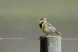 North Dakota State Bird Western Meadowlark Birds State Birds Bird Species