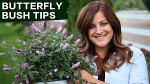 Dig a hole about twice the diameter of the root ball, and set your plant in the garden no deeper than it was growing in its nursery pot. Butterfly Bush Care Tips Garden Answer Youtube