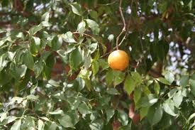 Image result for Crateva