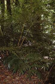 Image result for Ptisana