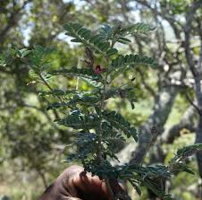 Image result for Indigofera lyallii