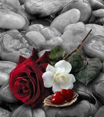 خلفيات ورود جميلة جدا beautiful flowers aesthetic iphone wallpaper pretty wallpapers