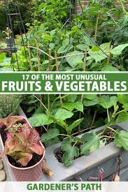 Over the last couple of decades the population of great britain seems to have acquired a taste for more exotic fruits. 17 Unusual Fruits And Vegetables For Your Garden Gardener S Path