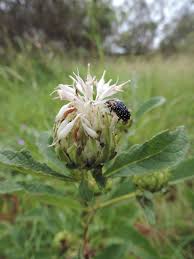 Image result for Vernonia adoensis