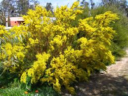 Image result for Acacia montigena