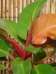 Xl Prince Of Orange Philodendron Prince Of Orange Philodendron House Plants