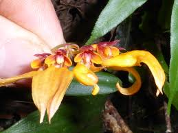 Image result for Bulbophyllum humblotii