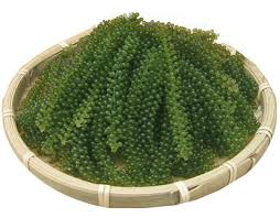 Hot Sale Dried Sea Grapes Seaweed Green Caviar Buy Dehydrate Sea Grape Seaweed Caviar Price Seaweed For Sale Product On Alibaba Com