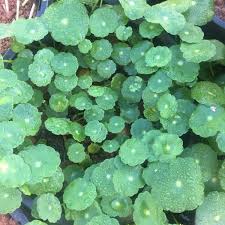Image result for Hydrocotyle