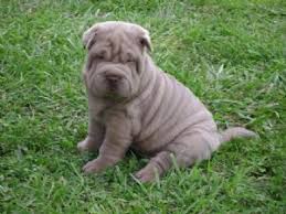 Shar pei puppies 4 female available $3500 firm. Shar Pei Dog Puppy For Sale