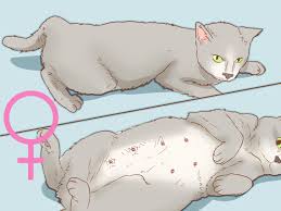 Kedinin Cinsiyeti Nasil Anlasilir 7 Adim Resimlerle Wikihow