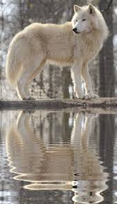 Beauty Worth Saving Wolf Spirit Animal Wolf Dog Wolf Poses