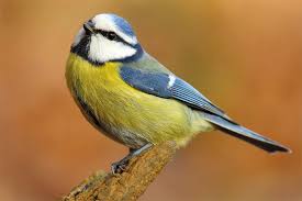 Plantentuin meise, een 92 hectare grote groene oase, vlak bij brussel, waar 18.000 plantensoorten groeien uit de hele wereld. Wintervogel Bestimmen Meisen Im Vergleich Nabu