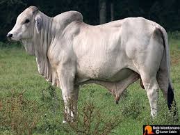 They have a lump between their shoulder blades, excess skin to. Cattle Guide Cattle Cow Pictures Animals