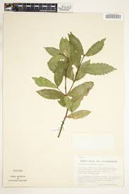 Image result for Cassipourea