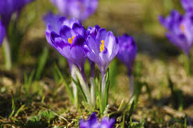 Überall blüht es doch längst. Krokusse Pflanzen Eleganz Fur Den Garten Und Furs Zimmer Pflanzen Garten