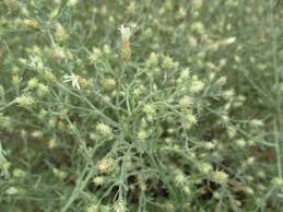 Image result for Nidorella pinnata