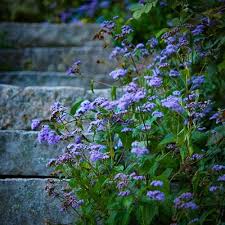 Image result for Corycium