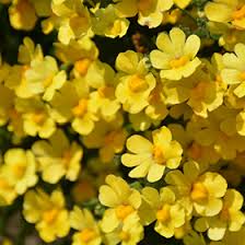 Image result for Nemesia