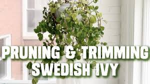 We would like to show you a description here but the site won't allow us. Trimming Pruning Swedish Ivy How To Care For Your Plant Tutorial Video Youtube
