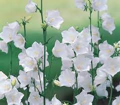 Pin On Meaning Of Flowers