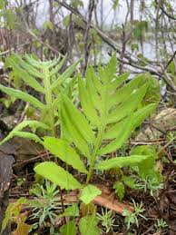 Image result for Manulea conferta