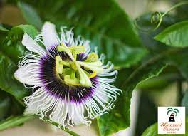 Lilikoi Passion Flower Photo By Yuko Ishikawa Amazing Flowers Hawaiian Plants Hawaiian Flowers