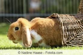 Was ist dabei zu beachten? Kaninchengehege Selber Bauen Anleitung Gartendialog De