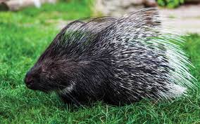Image result for porcupine