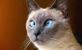 Image result for goofy animals