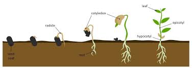 germination stages bioninja