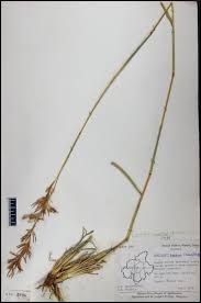 Image result for Cymbopogon caesius