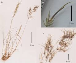 Image result for Poa binata